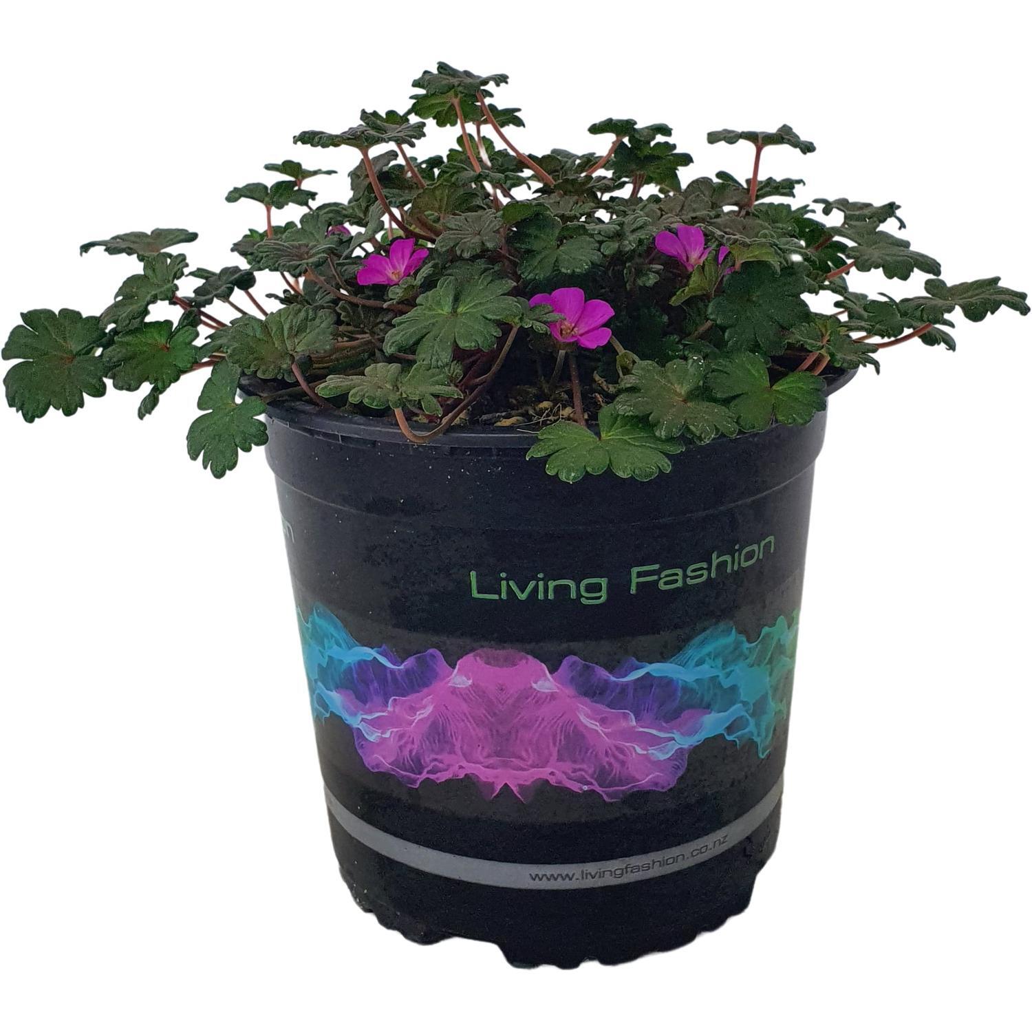 Geranium Bertie Crug