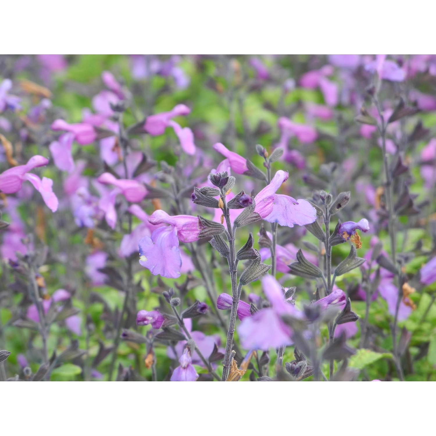 Salvia So Cool Purple