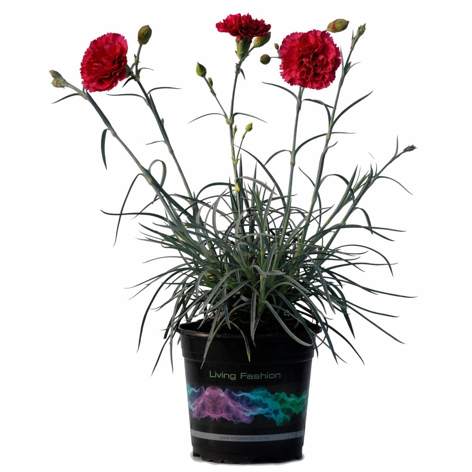 Dianthus Waterloo Sunset