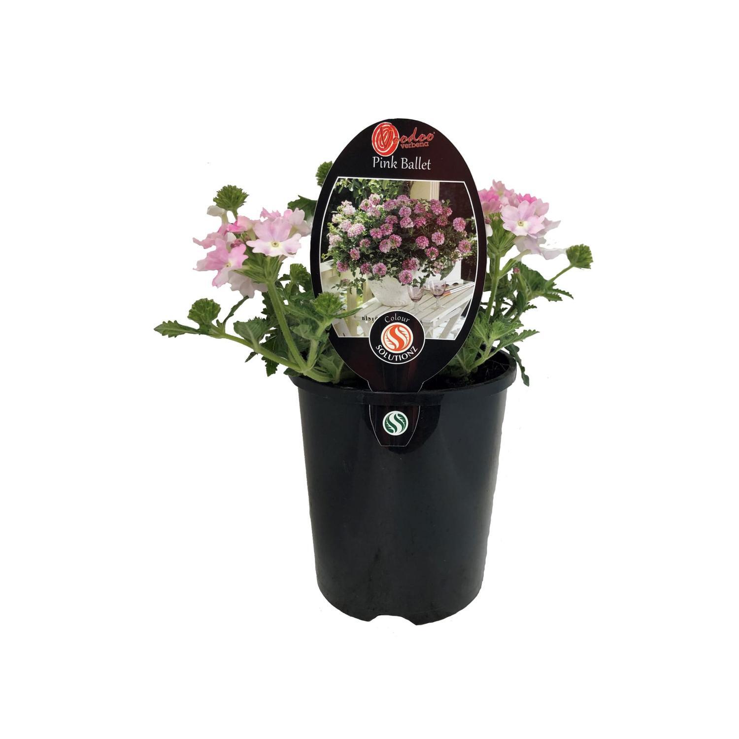 Voodoo Verbena Pink Ballet