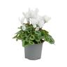 Cyclamen Metalis Heart Series