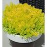 Sedum Gold Blob