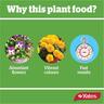 Thrive Roses & Flowers Liquid Plant Food