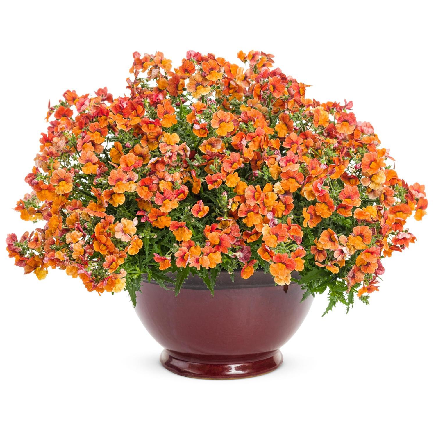 Nemesia Sunsatia Blood Orange