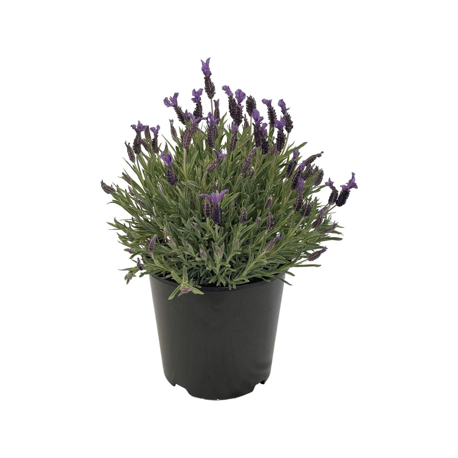 Lavender Major