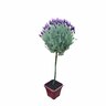Lavender Major Standard