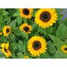 Helianthus Sunny Smile