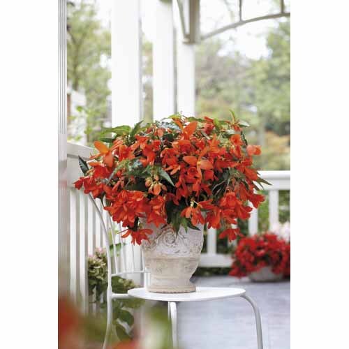 Begonia Waterfall Series