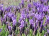 Lavender Winter Lace