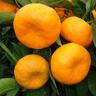 Mandarin Kawano