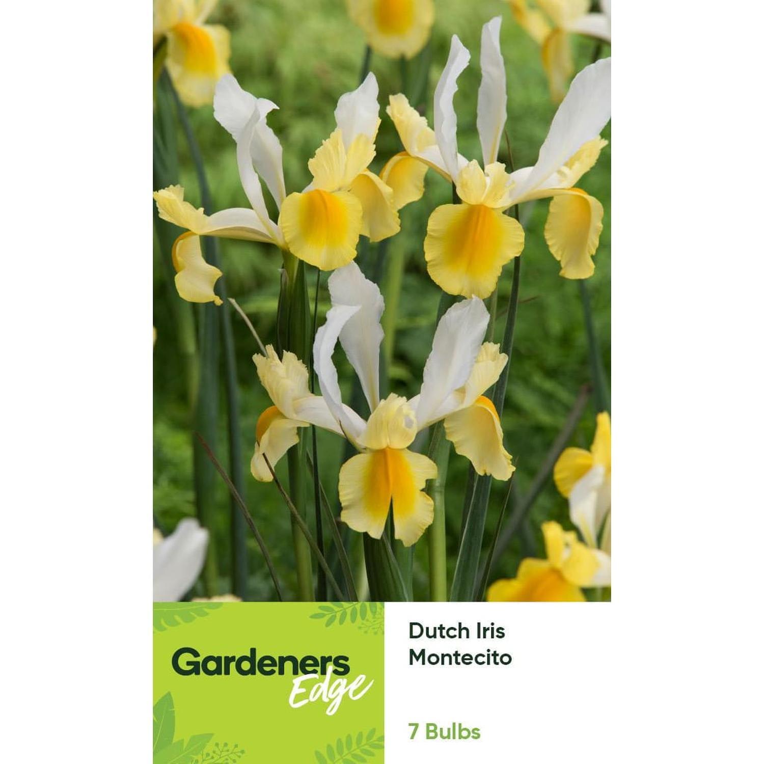 Dutch Iris Montecito 7 pack
