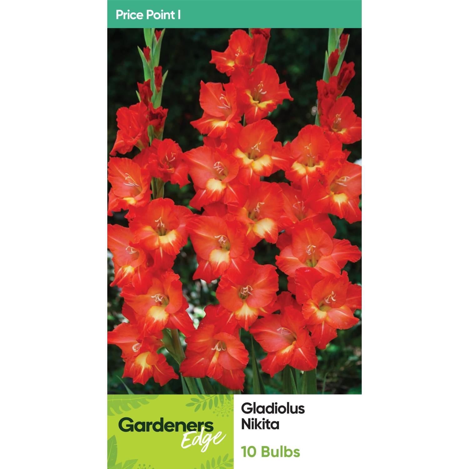 Gladioli Nikita 10 Pack
