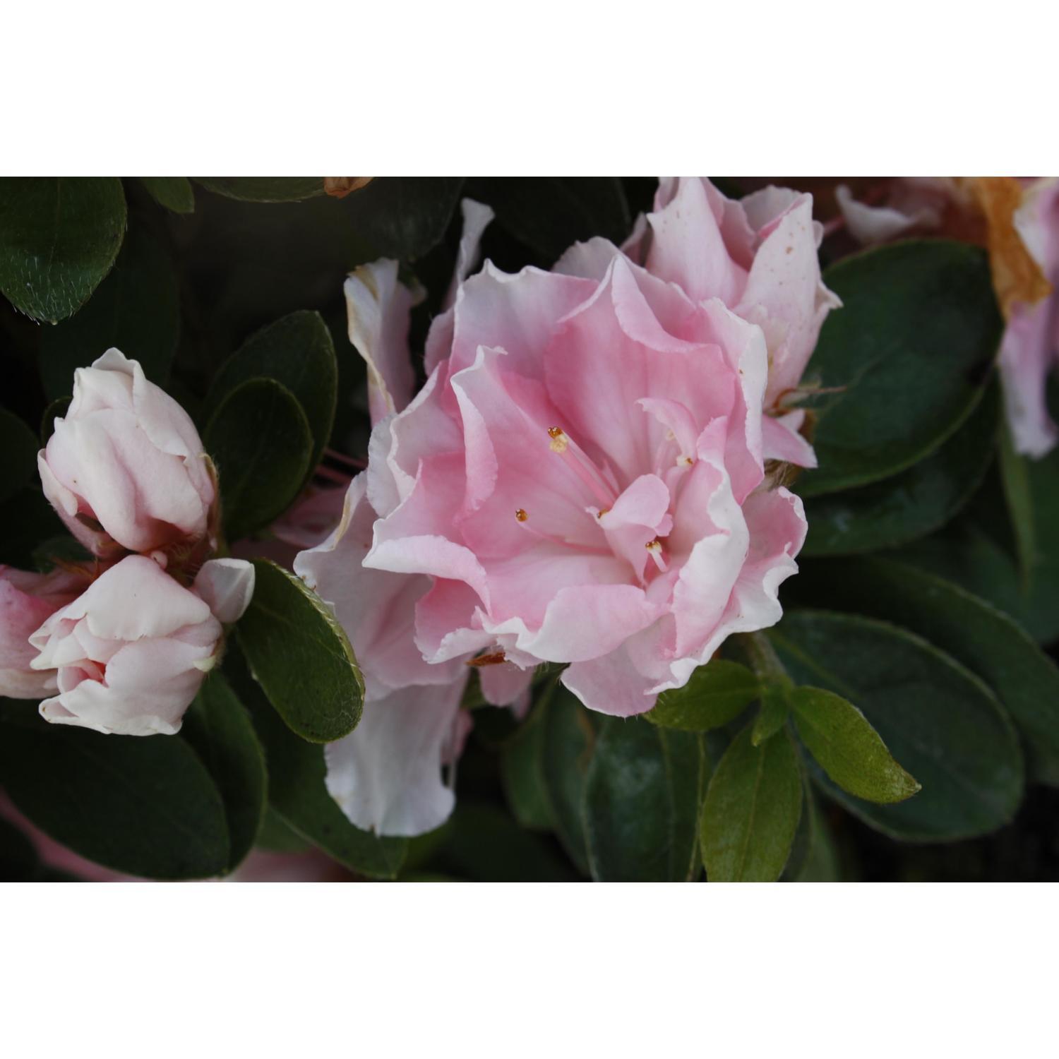 Azalea