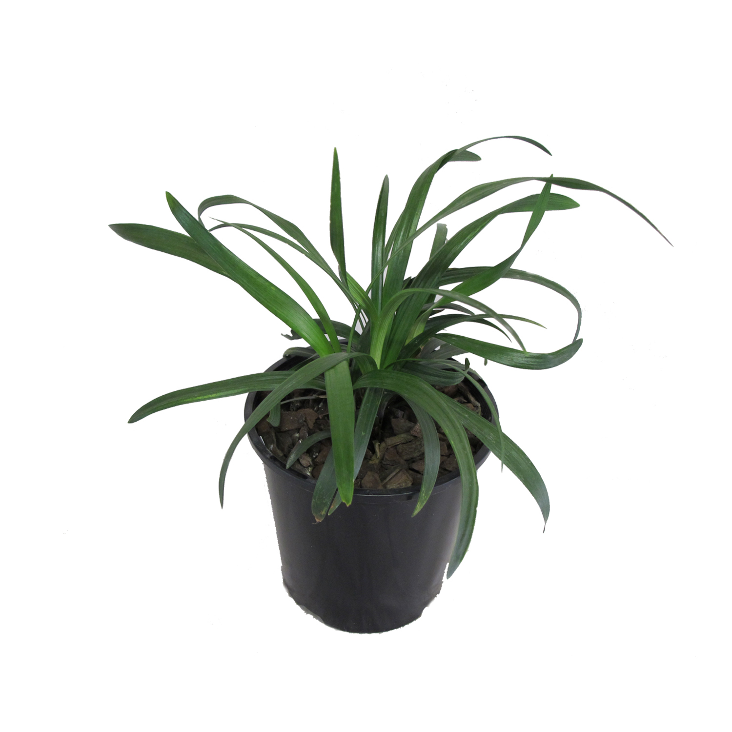 Liriope Royal Purple