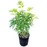 Choisya Ternata 2L