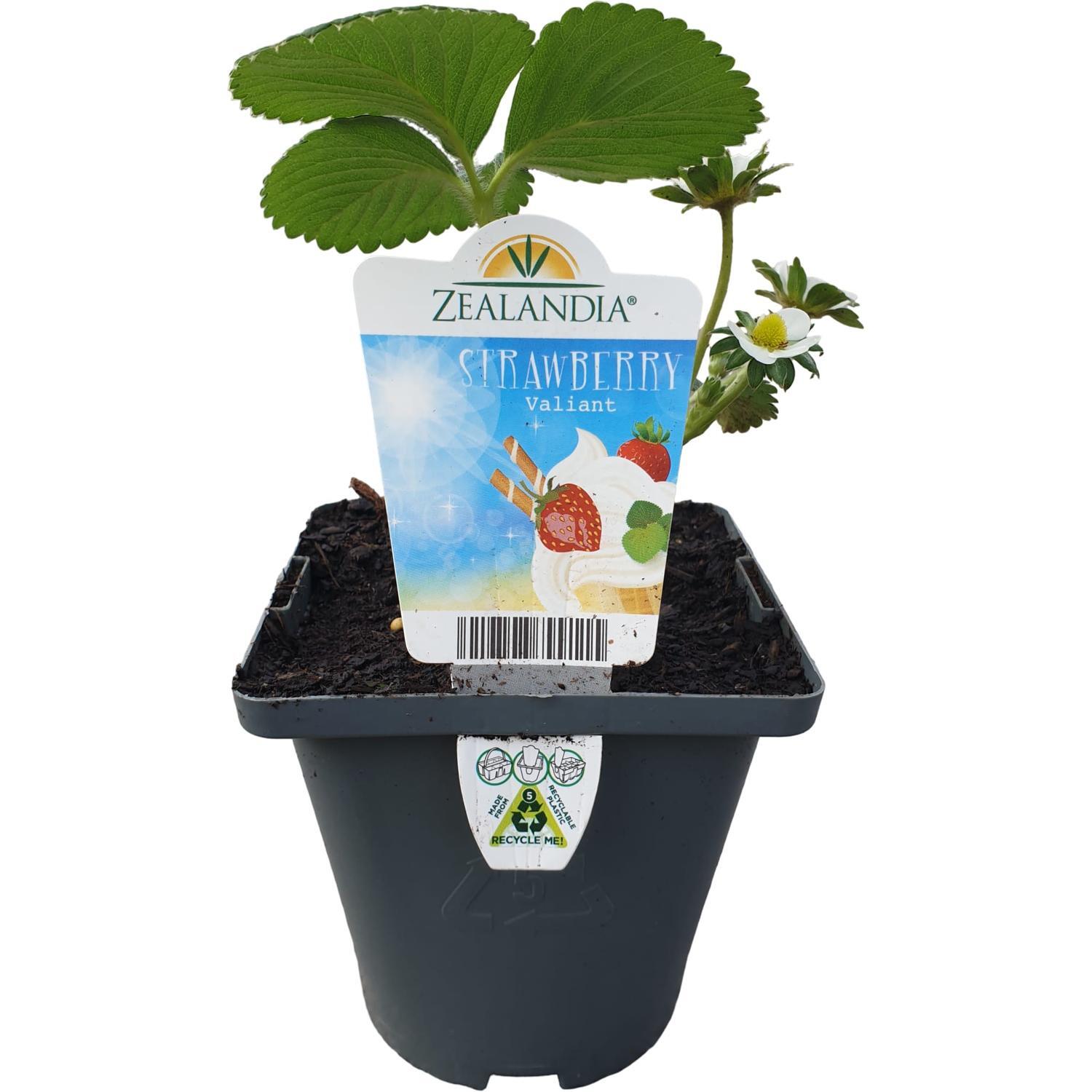 Strawberry Valiant 10cm