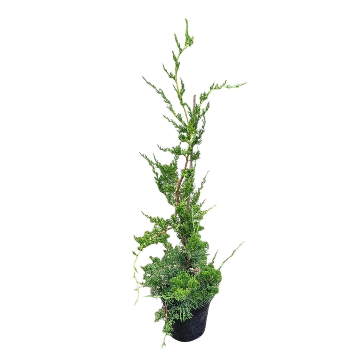 Juniperus Chinensis Kaizuka 4L