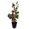 Camellia Japonica Maroon and Gold