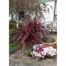 Cordyline Red Fountain