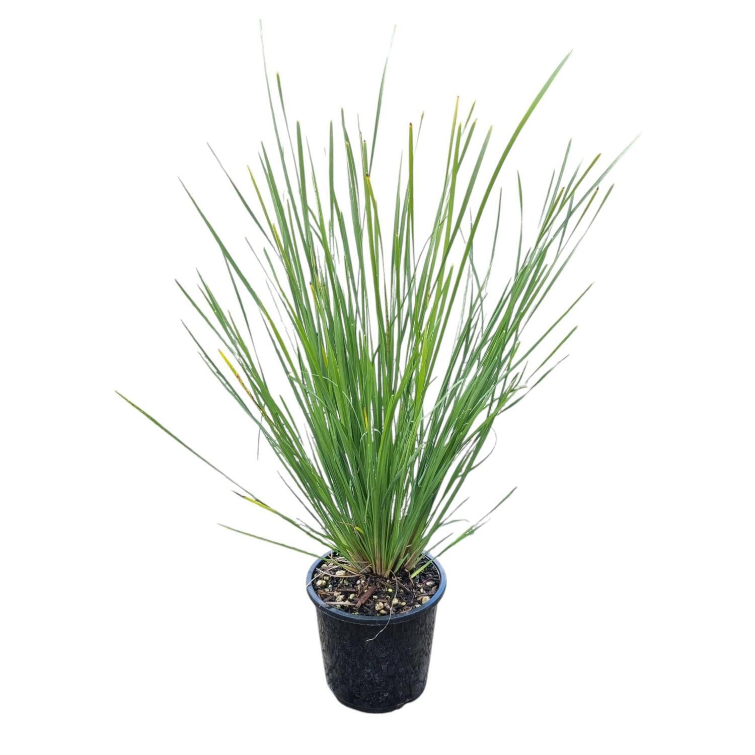 Lomandra 'Grass' Nyalla 1.3L