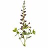 Baptisia Dutch Chocolate