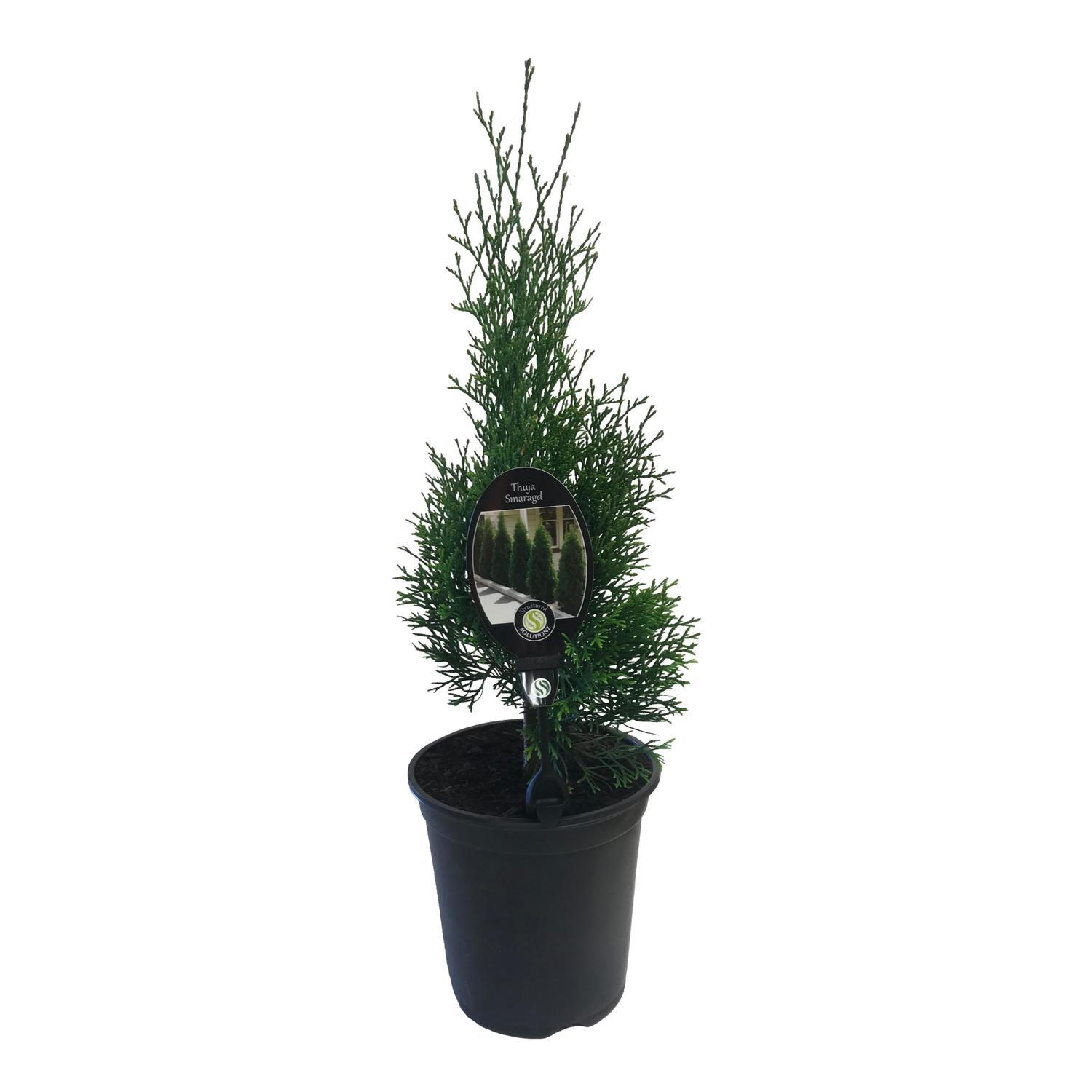 Thuja Smaragd