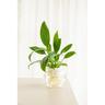 POT HYDROPONIC PLANTER
