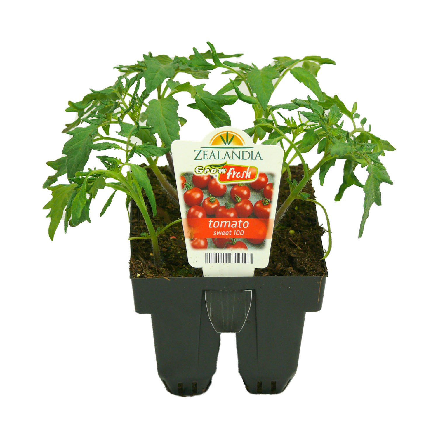 Tomato 'Sweet 100'