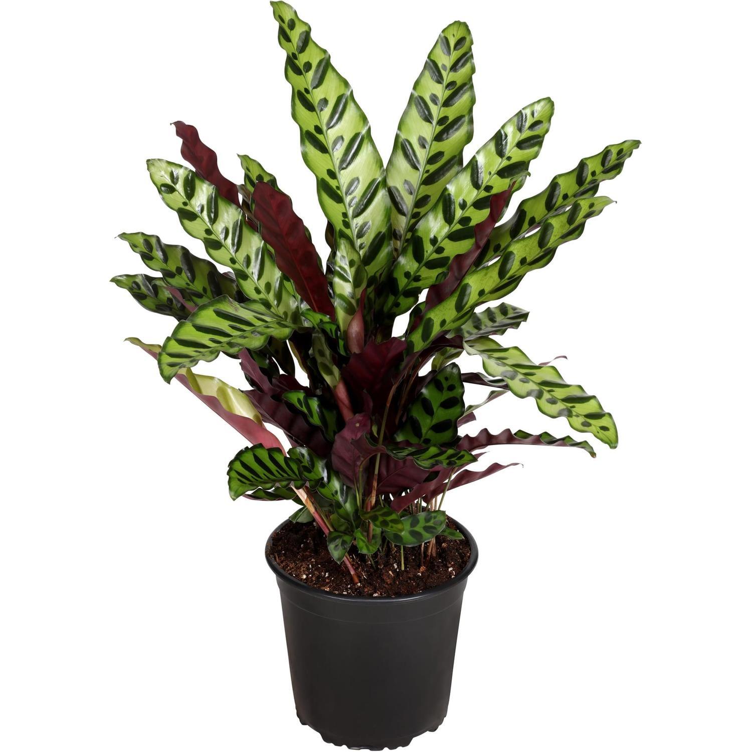 Calathea Insignis