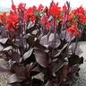 Canna 'Tropcianna Black'