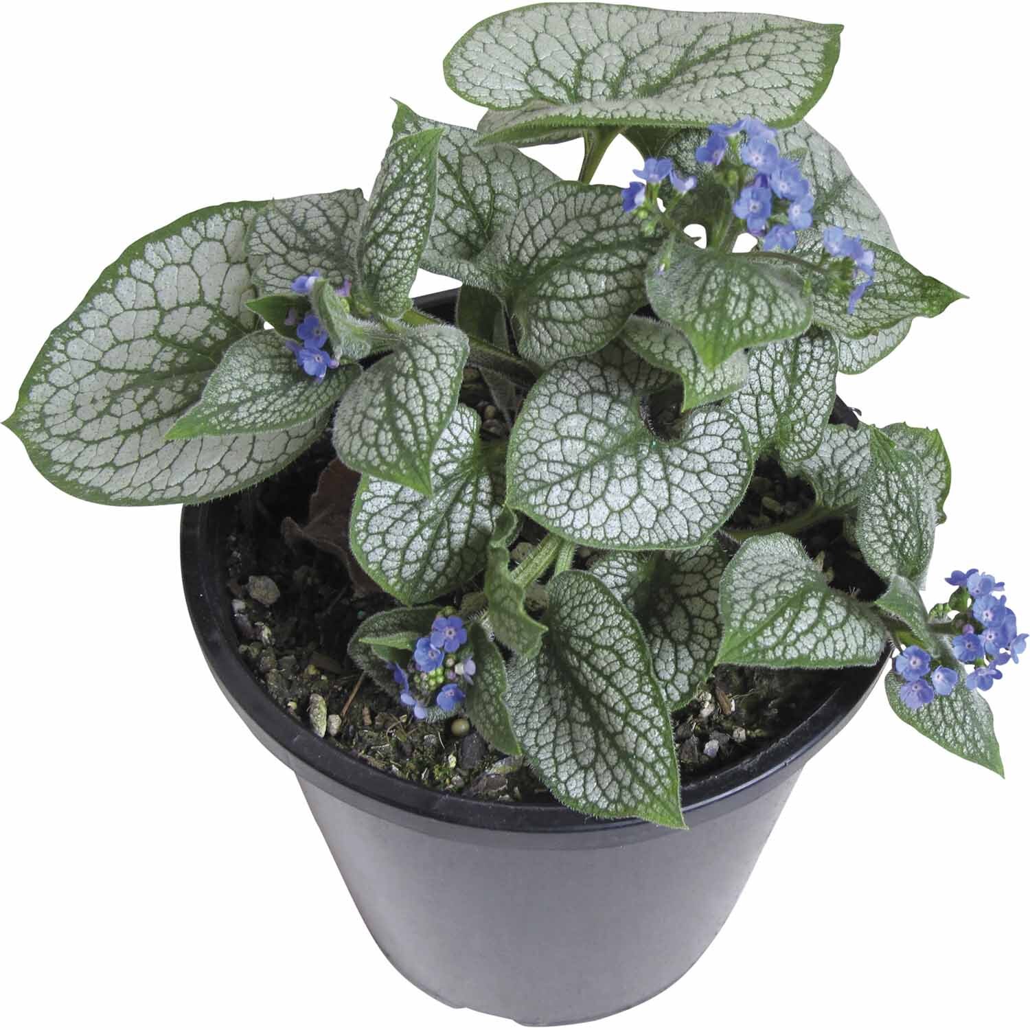 Brunnera Sea Heart
