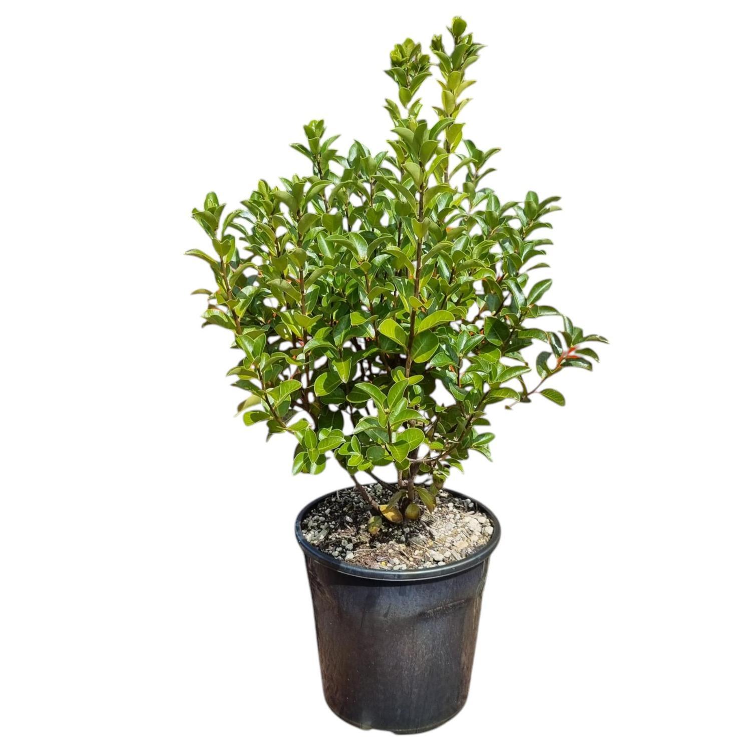 Pittosporum Irish Luck 4L