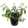 Viburnum p. Summer Snowflake 3.3 litre