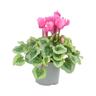 Cyclamen Metalis Heart Series