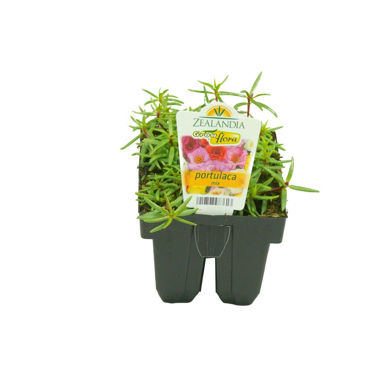 Portulaca