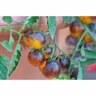 Tomato Indigo Fireball Premium