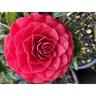 Camellia Roger Hall 3.5 litre
