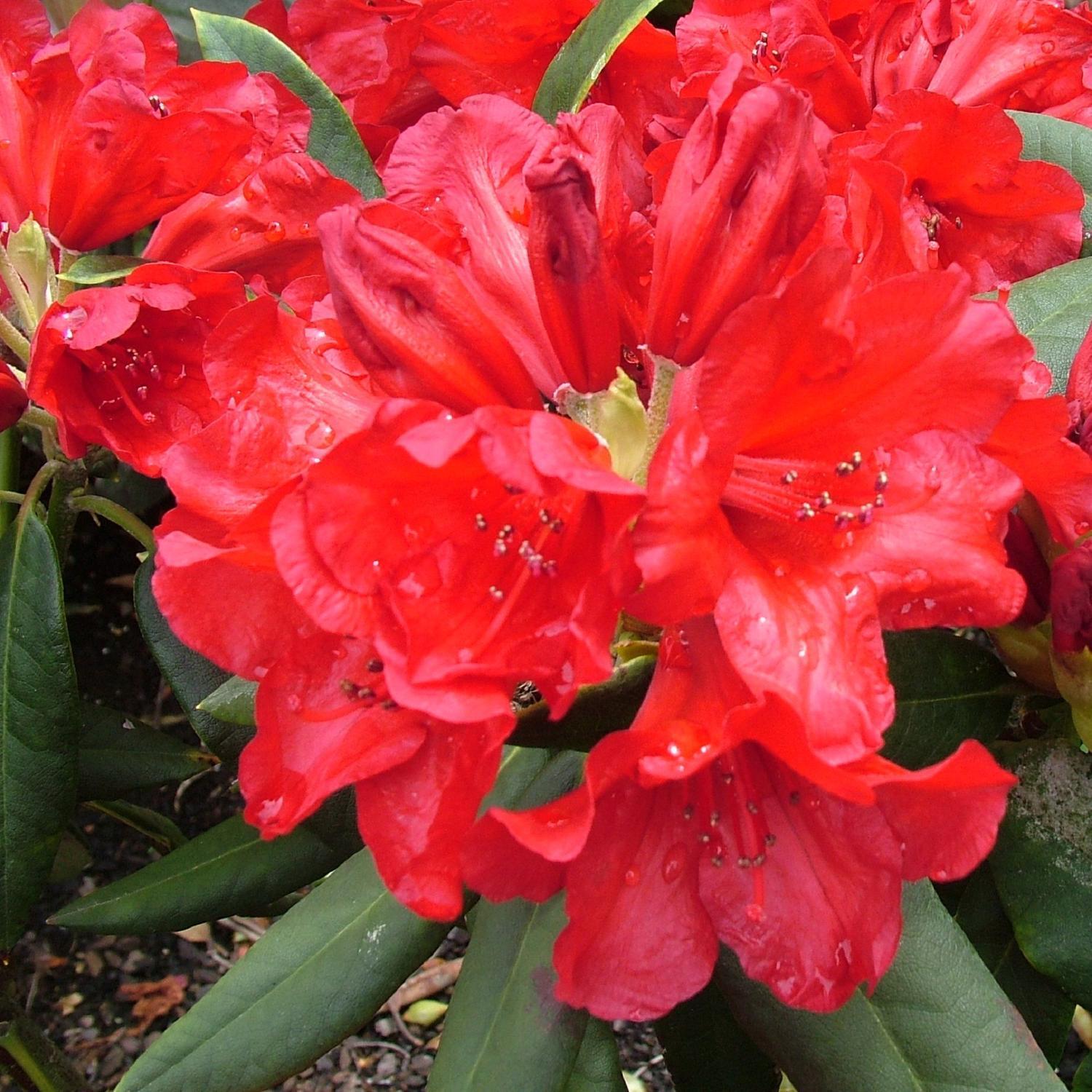 Rhododendron 'Witchery'