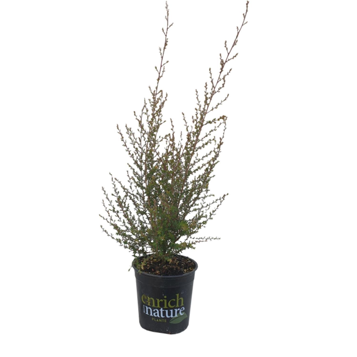 Leptospermum Snow Flurry