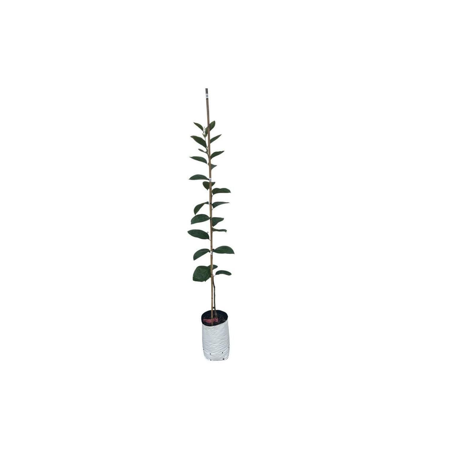 Riversun Persimmon Wase Medium Tree 0.8m H Minimum