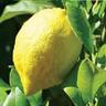 Lemon Villa Franca