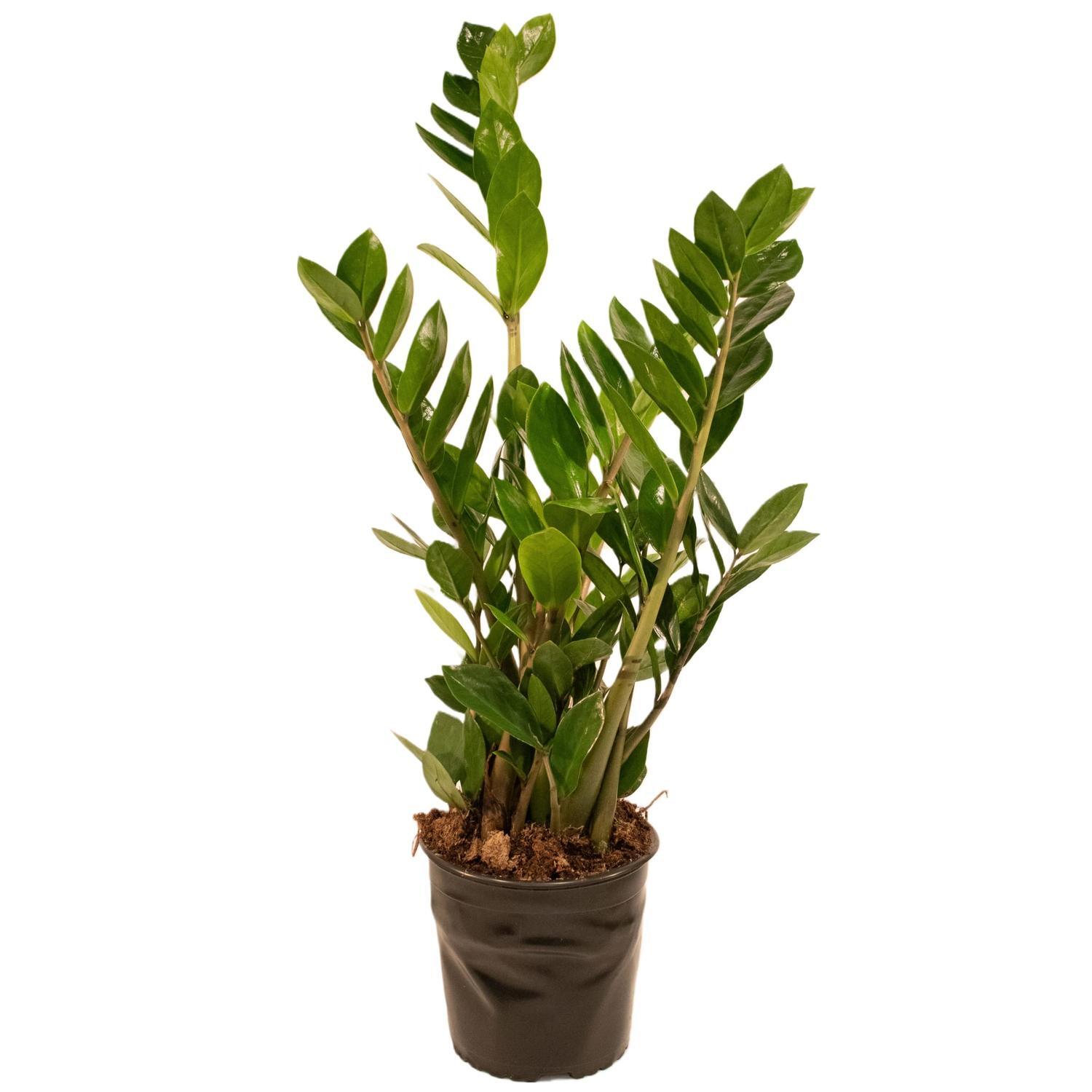 Zamioculcas 'ZZ Plant' Green 17cm