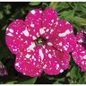 Petunia Baby Doll