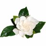 Gardenia Four Seasons
