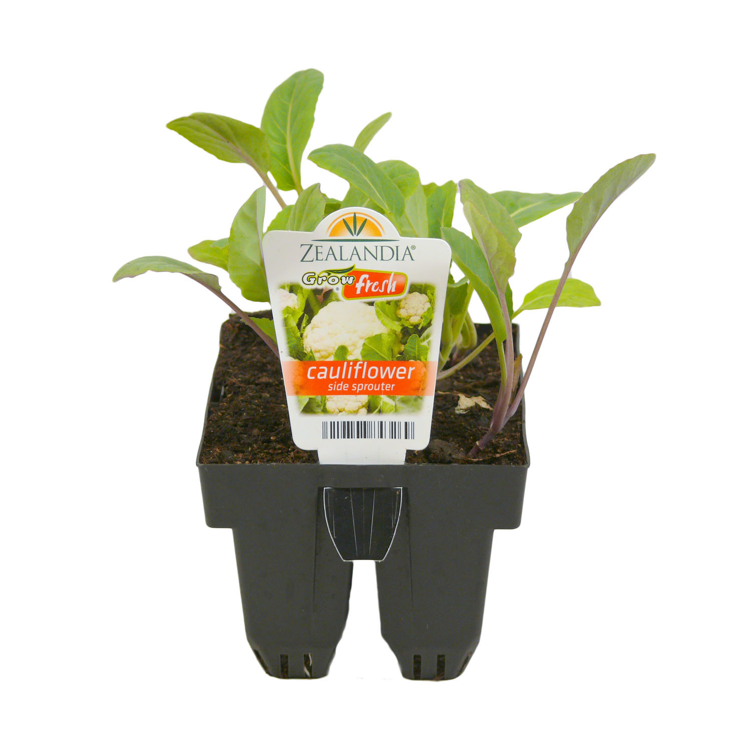 Cauliflower Side Sprouter