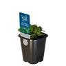 Oregano True Greek