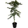 Acer palmatum Osakazuki 30 litre