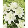 Lily Oriental Roselily Aisha  Pack of 1