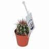 Assorted Cacti Varities