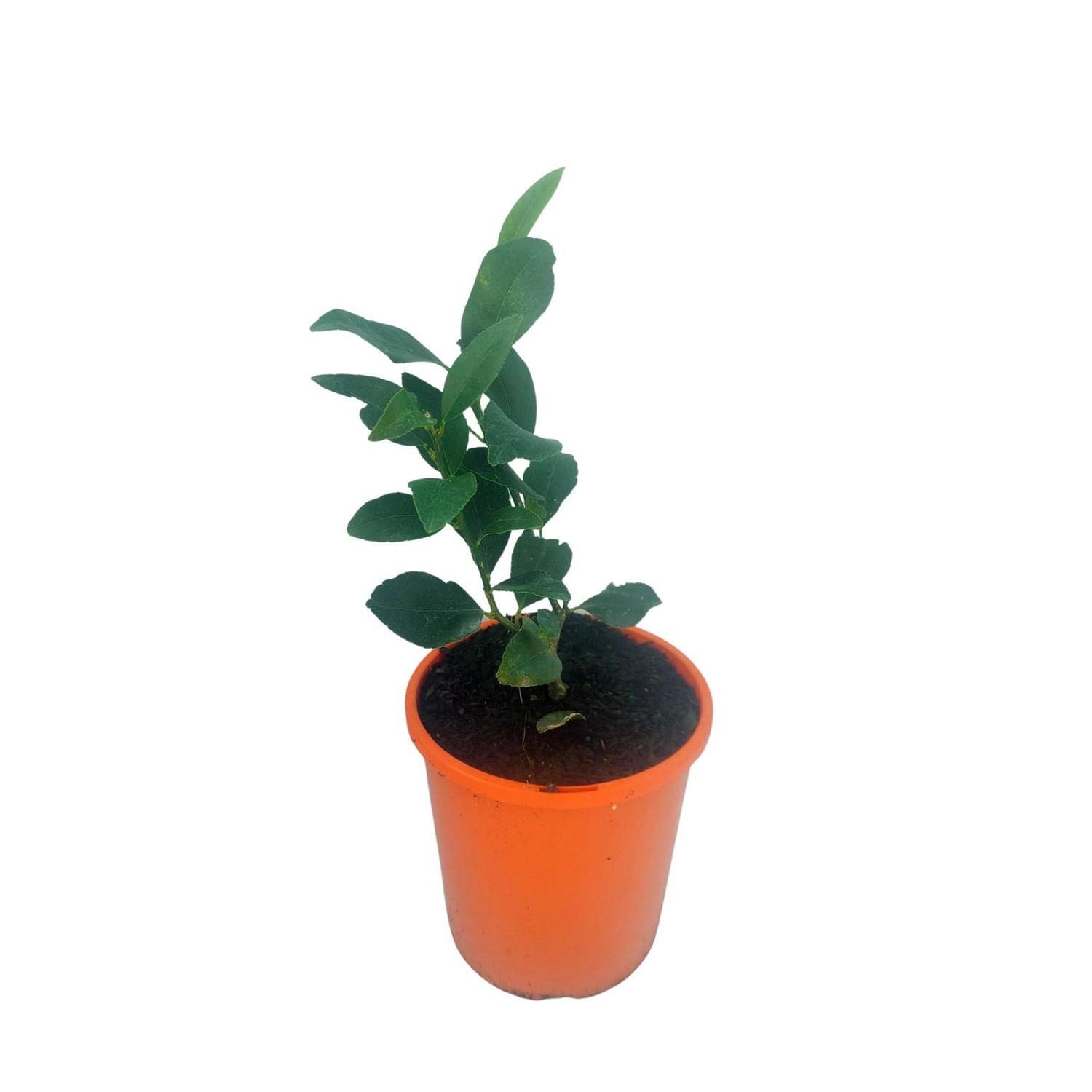 Citrus Lime 'tahitian'